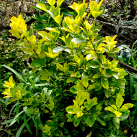 Храст Евронимус  Вариегата, снимка 2 - Градински цветя и растения - 41319074