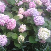 хортензия  - 2 цвята, снимка 1 - Градински цветя и растения - 45581359