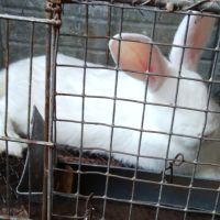 Продавам зайци и мисир, снимка 1 - За селскостопански - 45381107