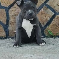 AMERICAN BULLY-POCKET, снимка 1 - Други - 44481047