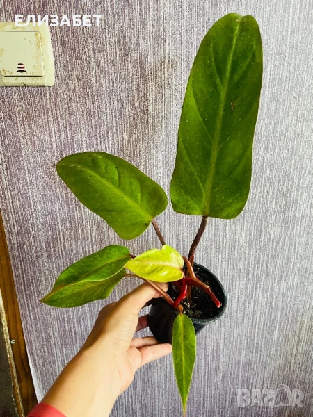 Fhilo, снимка 1