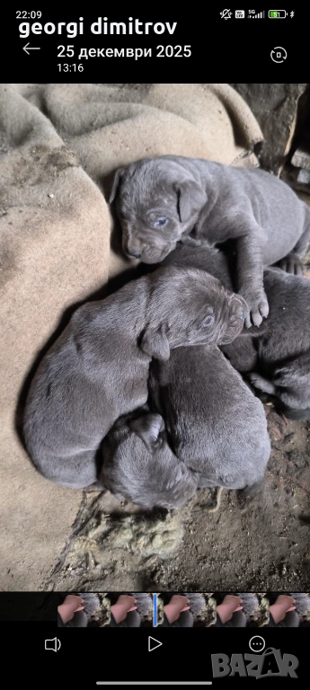 Кане Корсо , снимка 1