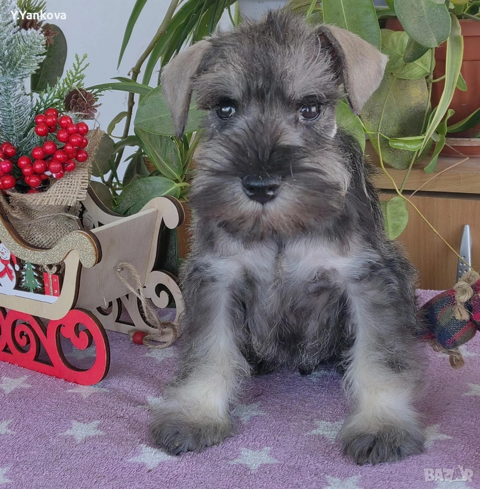 Мини шнауцер, женско Salt & Pepper , снимка 1