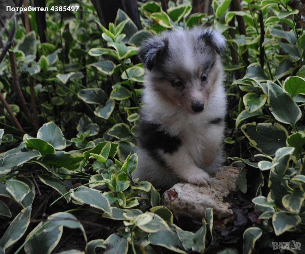 Кученца Шелти женска, снимка 1