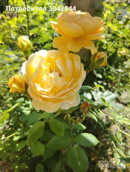 Продавам резници от различни видове рози., снимка 1