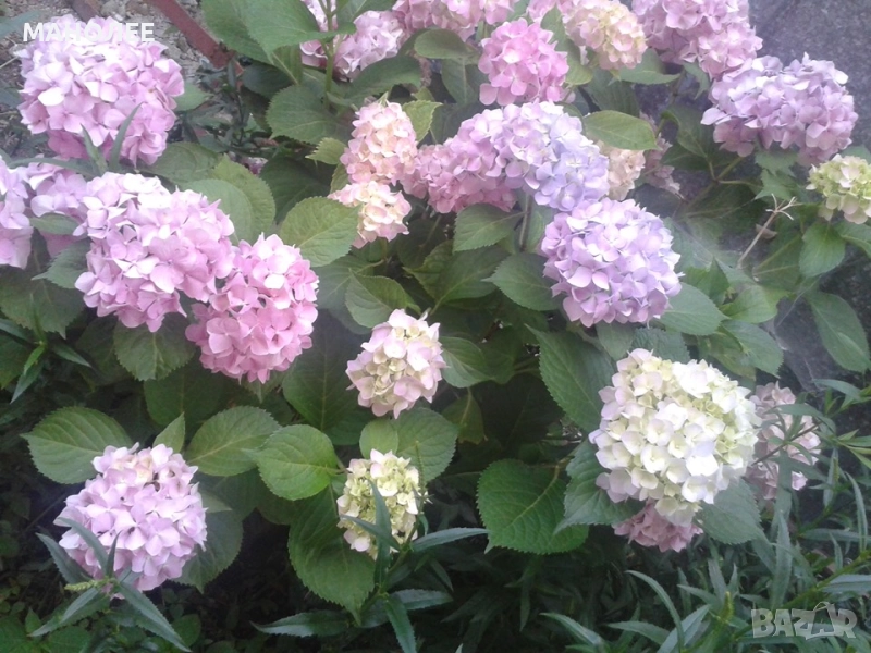 хортензия - 2 цвята, снимка 1