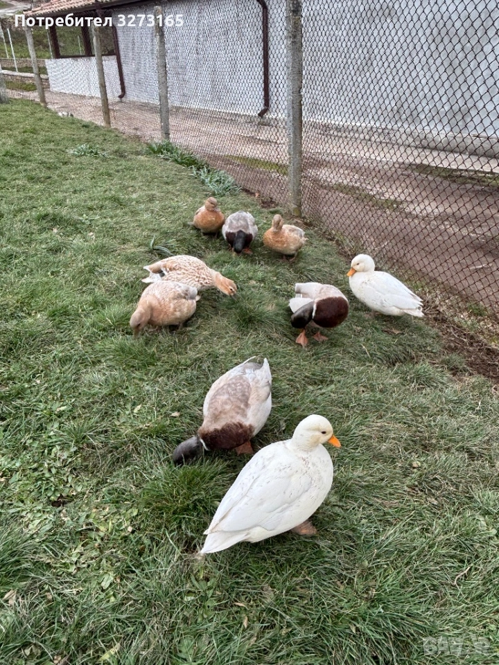 Патета/чифтове Калдък , снимка 1