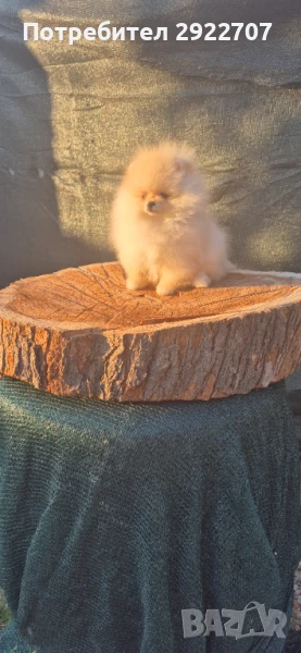  Померанче момче , снимка 1