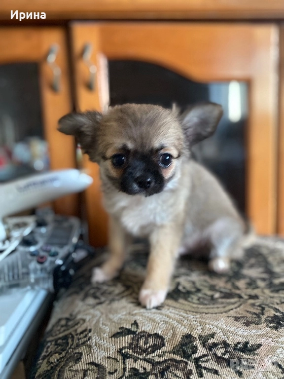 Чихуахуа  дългокосместо, снимка 1