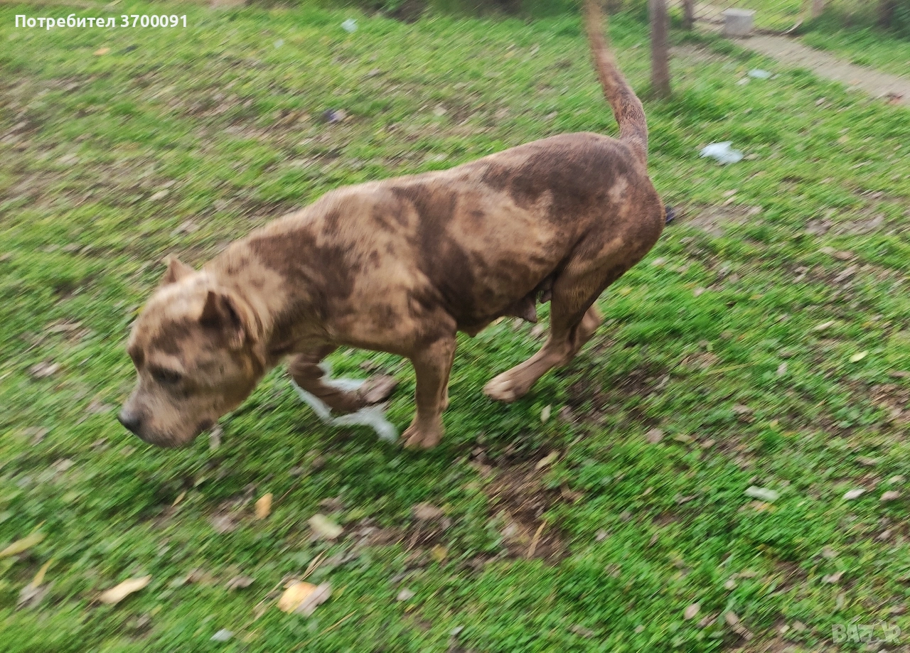 питбул, снимка 1