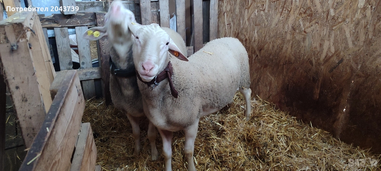 Два коча ЛАКОН., снимка 1