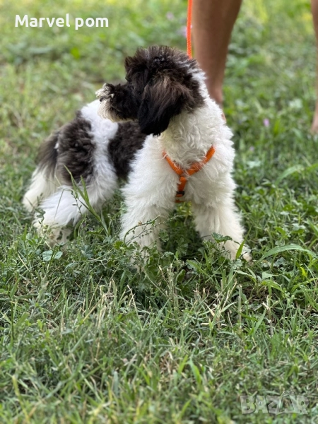 Мини пудел, снимка 1