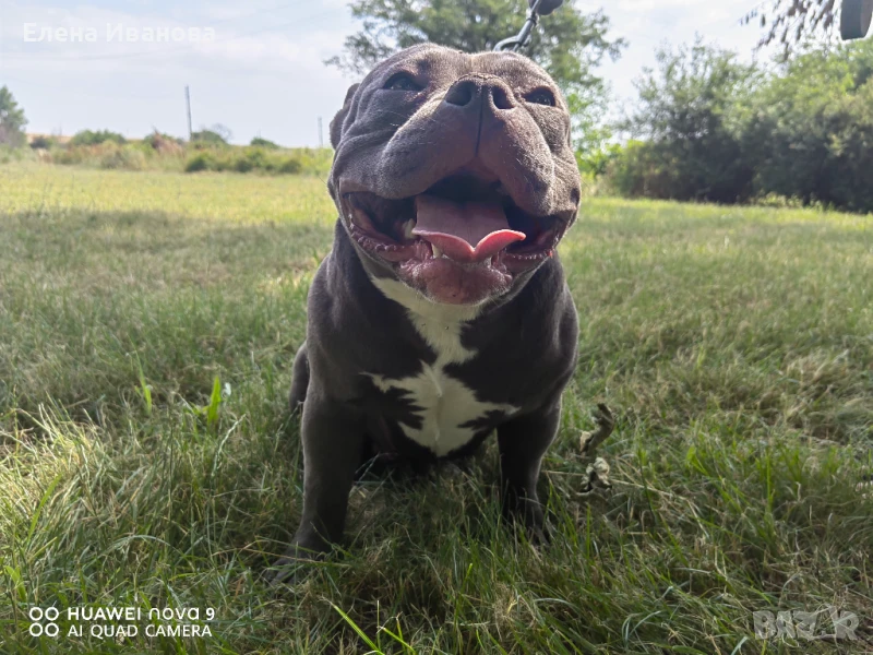 Американско були покет, снимка 1