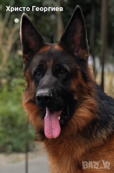 Развъдник”Georgiev Nouse”продава малки чистокръвни немски овчарки женски, снимка 1
