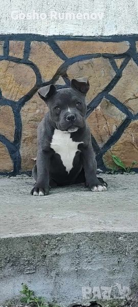 AMERICAN BULLY-POCKET, снимка 1