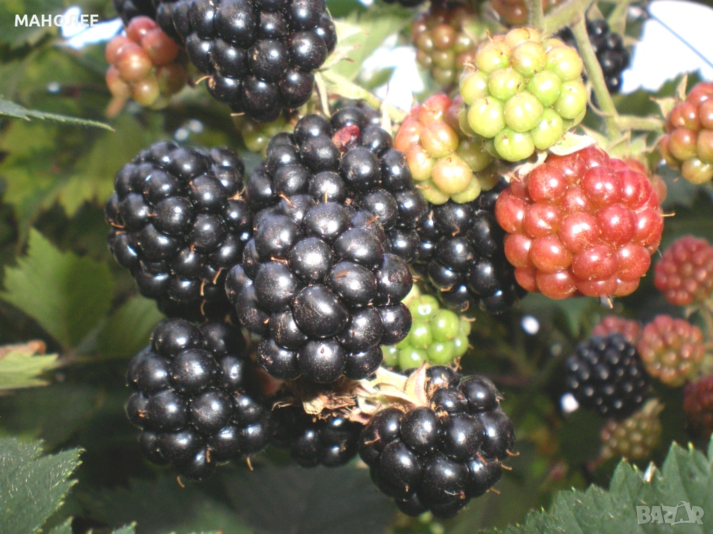 🍇🍒🍇Къпини без бодли🍓🍎🍏🍋🍒🍇, снимка 1