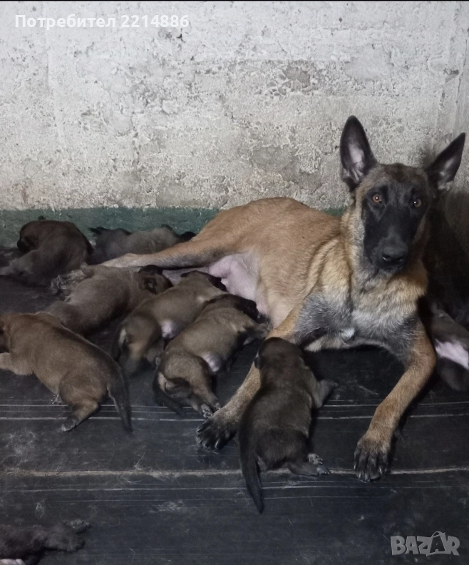 Белгийски овчарки-Малиноа , снимка 1