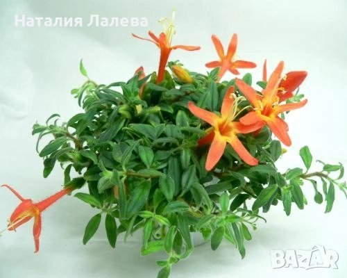 Колумнея, columnea hirsuta, снимка 1