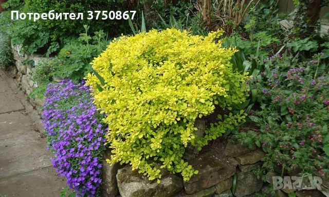 🧡🌿☀️ Берберис Тунберга ‘Aurea’ (Berberis thunbergii ‘Aurea’) , снимка 2 - Градински цветя и растения - 54273765