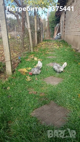 продавам кокошки и петли сребърен зибрайт , снимка 5 - Други животни - 52406448