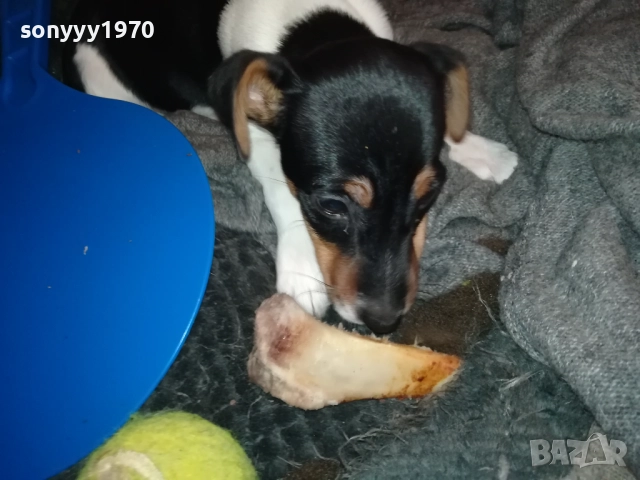 бебе ДЖАК РЪСЕЛ ТЕРИЕР 2111251016, снимка 13 - Джак ръсел териер - 52488853