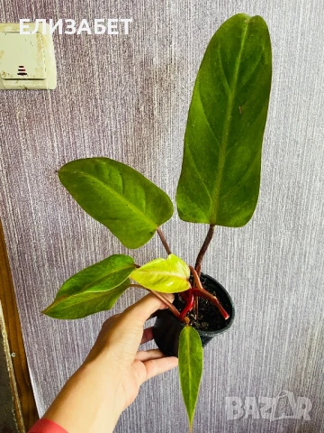 Fhilo, снимка 1