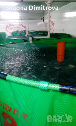 Европейски Сом - заробителен материал , снимка 4 - Стръв и захранки - 53833334