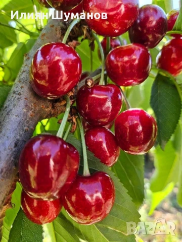  Oвощна градина. Череши 10 декара+   3,5 декара праскови и сини сливи