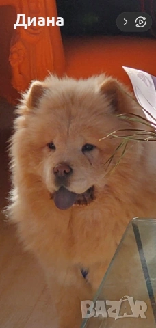 Куче чау-чау, снимка 4 - Чау Чау - 53794277