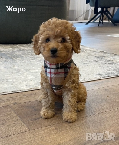 Той пудел-момиче