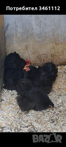 Продавам млади чифтове мини кохин , снимка 3 - Кокошки и пуйки - 53386993