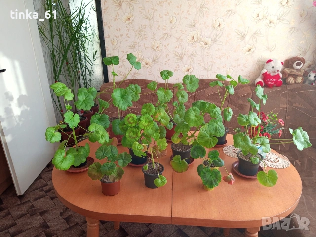 Стайни цветя 