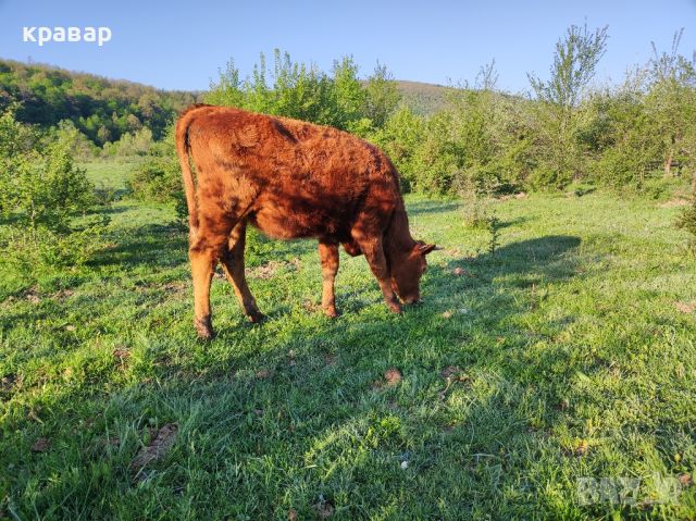 Продавам Крави, Юници и женски телета, снимка 7 - Крави - 45063387