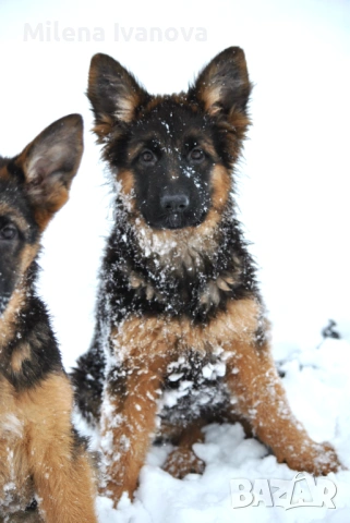 Немски овчарки с родословие , снимка 2 - Немска овчарка - 53336696