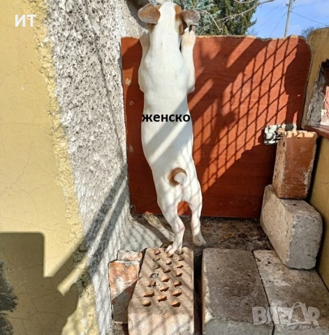 Джак Ръсели на 3месеца, снимка 2 - Джак ръсел териер - 53173868