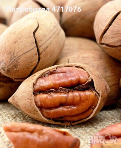 орех Пекан в контейнер , снимка 2 - Стайни растения - 53201790