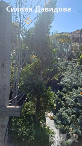 Лейландски кипарис щам топка, пон пон, спирала, снимка 15 - Градински цветя и растения - 52501247