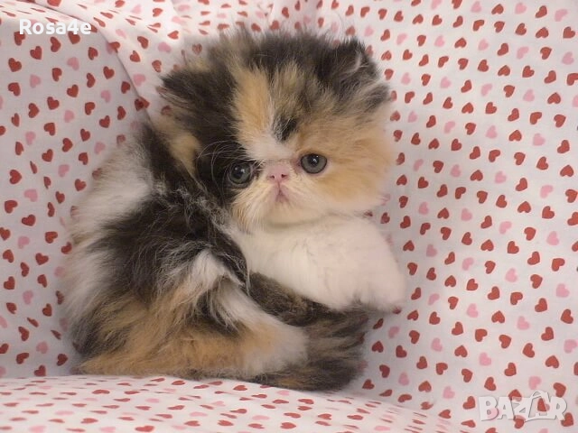 персийско коте, снимка 1