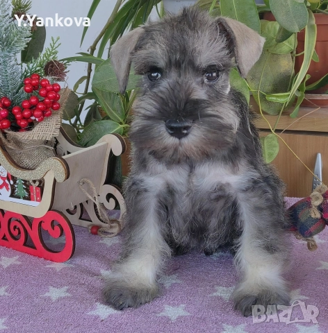 Ексклузивно кучило мини шнауцер Salt & Pepper 