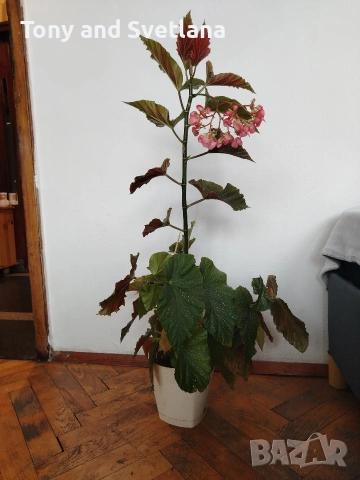 Бегонии Тамая, млади добре вкоренени растения , снимка 10 - Стайни растения - 54059283