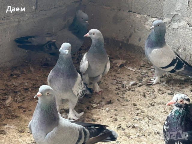 Мардини за игра , снимка 6 - Гълъби - 53014232