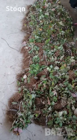 Разсад ягоди , снимка 3 - Сортови семена и луковици - 49731907