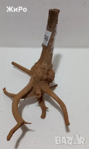 Корен от Азалия /декорация/ 56, снимка 2 - Други - 49874910