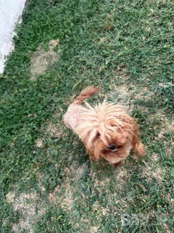 Той Пудел , снимка 2 - Пудели - 51161187