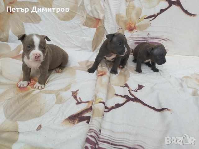 американско були покет , снимка 5 - Други - 54234473