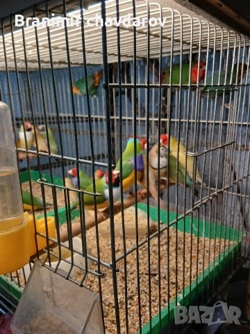 продавам гулдови папагалови и други амадини, снимка 5 - Амадини - 53966911