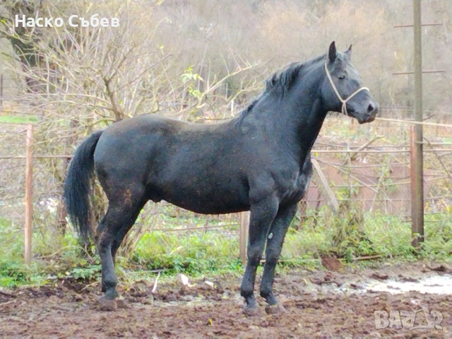 Продавам чисто породен Дунавски жребец