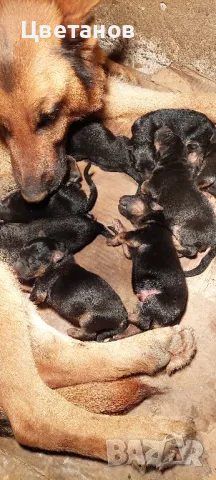 Чистокръвни немски овчарки, снимка 8 - Немска овчарка - 49585094