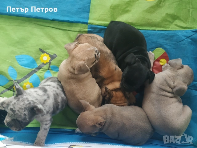 френски булдог -булдочета , снимка 2 - Френски булдог - 51929954
