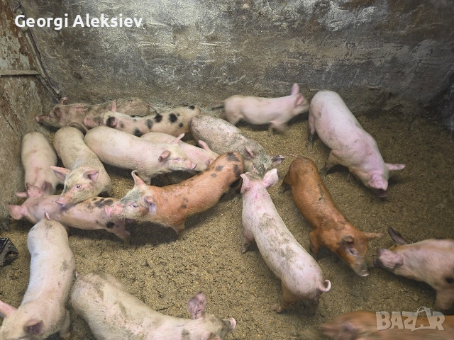 Малки прасенца от месодайни породи. , снимка 3 - Прасета - 53946863